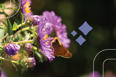 a small butterfly lands on a native plant in New England in autumn