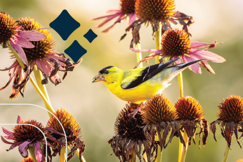 a gold finch perches on purple coneflower in late summer