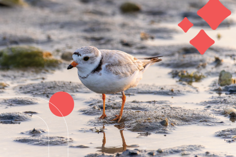 Piping Plove on a mud flat at low tide