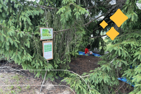 child reads a book under a massive Norway spruce tree