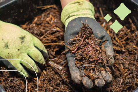  gardener holds up a handful of red wriggler worms