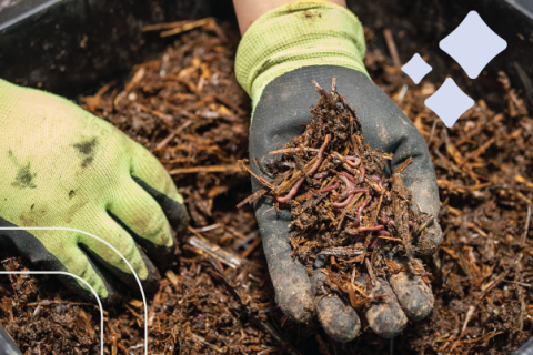 gardener holds up handful of red wriggler worms