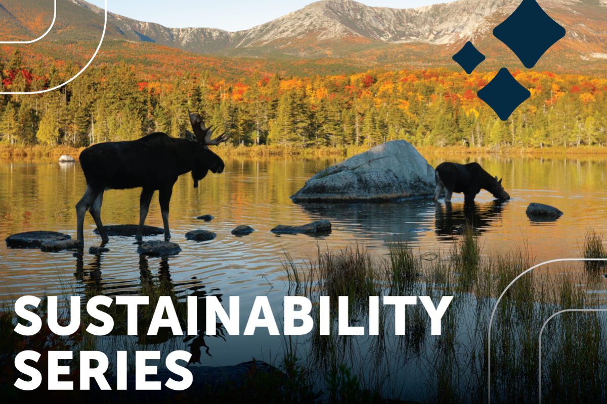 two moose drink from a lake in late summer