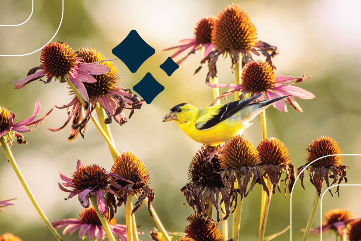 a goldfinch lands on purple coneflower as fall approaches