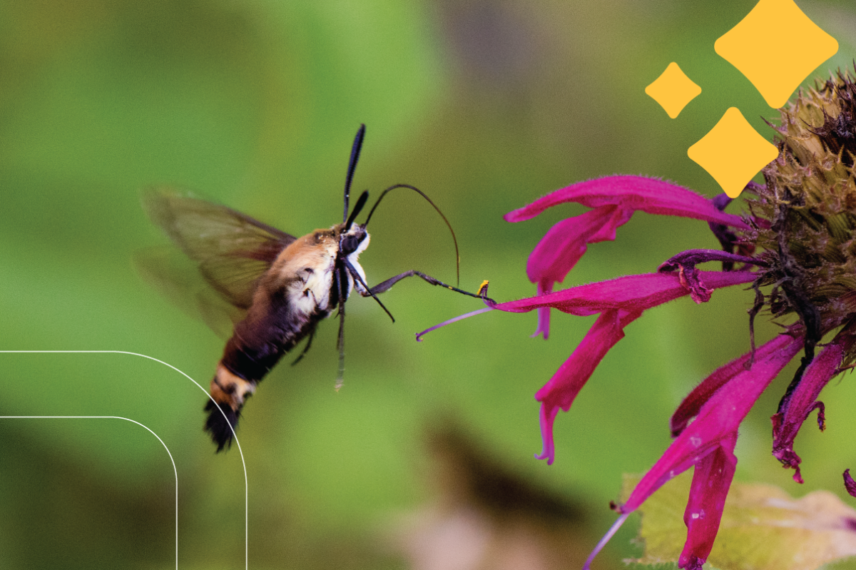 a hummingbird moth visits monarda